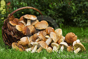 funghi