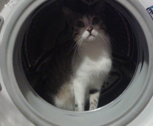 gatto lavatrice