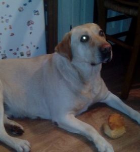 cane trovato a carsoli