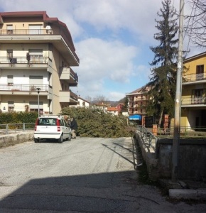 albero caduto