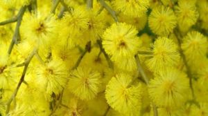 festa-della-donna-mimose