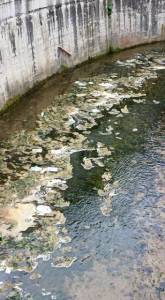 11261696_944959825525232_6403773335167729339_n