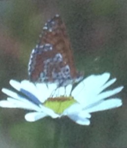 11749274_10207036342857897_466851385_n