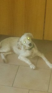 Birillo incrocio setter