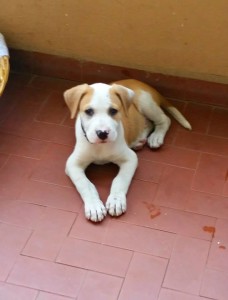 cane trovato a carsoli