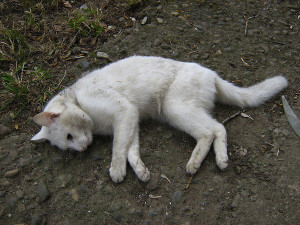 Un-gatto-senza-vita
