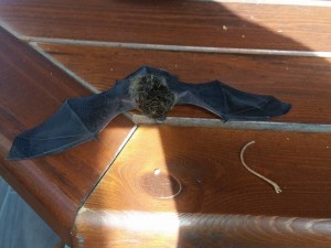 pipistrello ali aperte