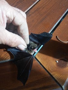 pipistrello melissa 1