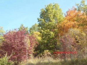colori di novembre