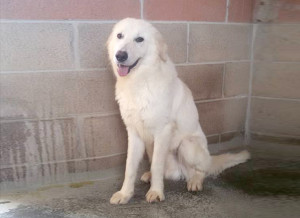 Cane-cerca-casa-canile