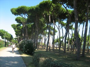 pineta_di_pineto_46