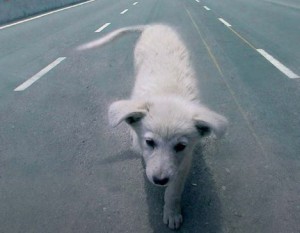 cane-abbandonato-in-autostrada