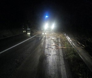 albero tiburtina roviano