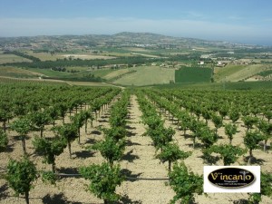 centorame azienda agricola