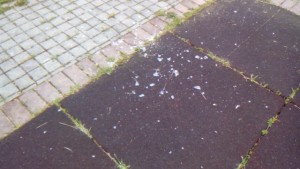 13161316_10154156306664793_2020452562_o