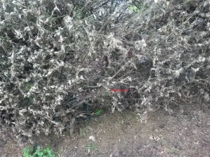 verme cimitero carsoli 3