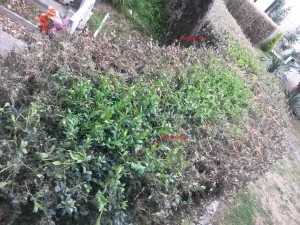 verme cimitero carsoli 4