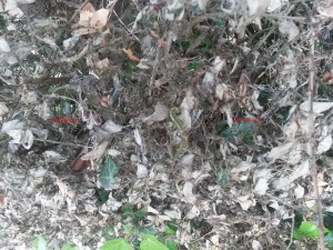 verme cimitero carsoli 6