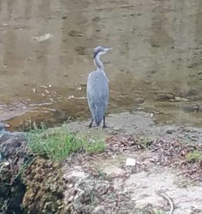 airone cinerino sul fiume turano