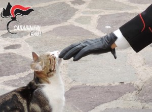 uno-dei-gatti-salvati-dal-carabinieri-a-ciciliano