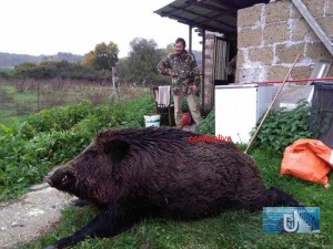 cinghiale-150-kg
