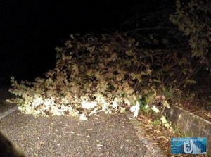 albero-caduto-turanense