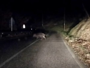 cinghiale via dei marsi