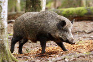 cinghiale_thumb