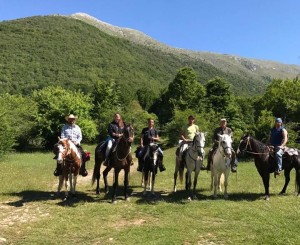 horses