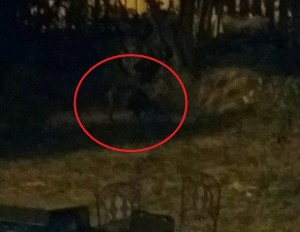 cinghiale via alpini