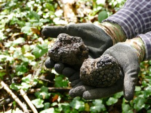 tartufo abruzzo
