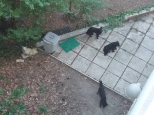 cani gatti gisella guido