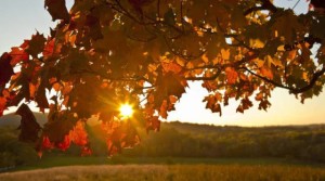 autunno-sole-555234.660x368