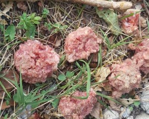 bocconi avvelenati gatti riofreddo