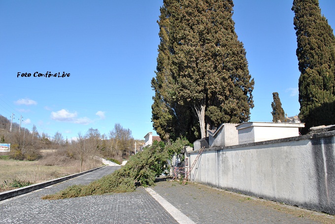 albero cimitero  (2)