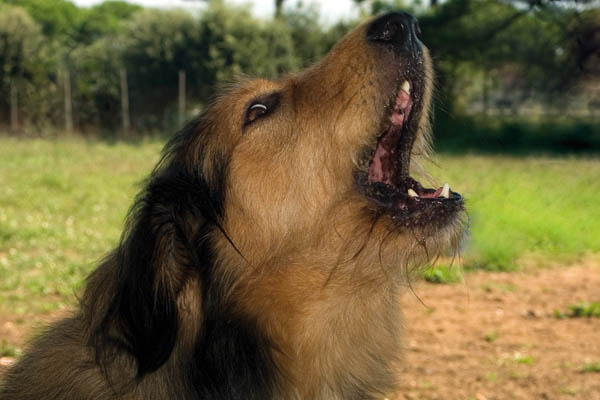 Di Che Colore Sono Le Zecche Dei Cani