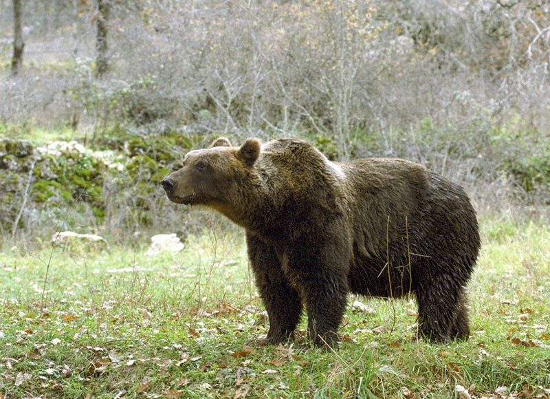 orso-marsicano