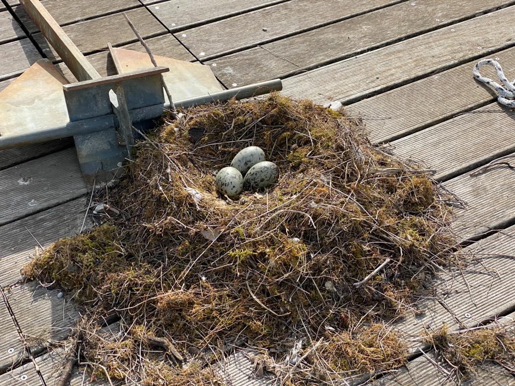 La natura si riprende il lago incantato del Turano, i nidi dei gabbiani sul  pontile di Colle di Tora – ConfineLive