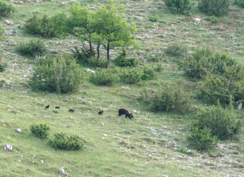 orso marsicano e cuccioli 1