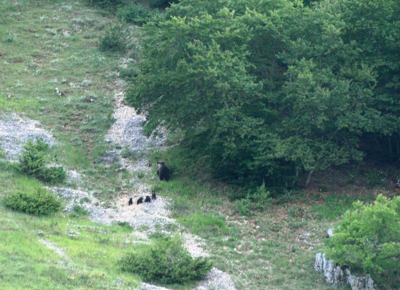 orso marsicano e cuccioli 2