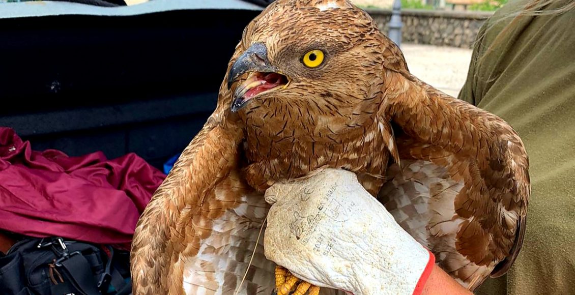 falco