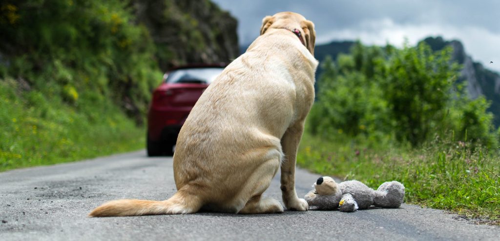 L&#39;abbandono degli animali è reato, lo Studio Legale Antonaci di Roma in  campo per la sensibilizzazione - ConfineLive