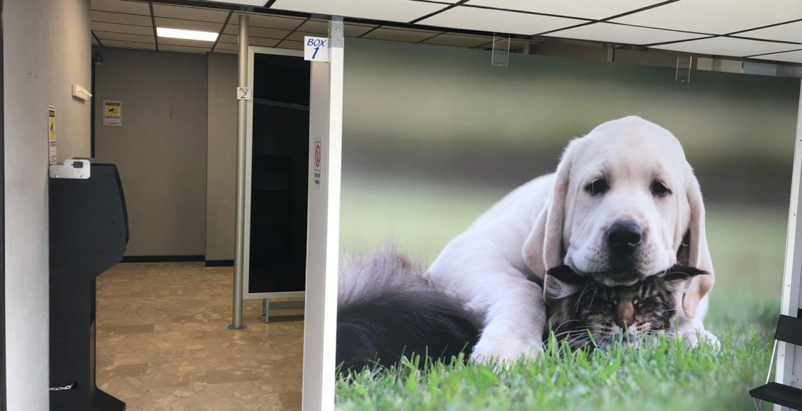 fresh dog interno