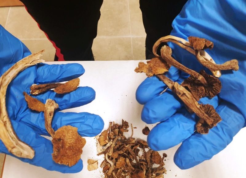 funghi allucinogeni roma