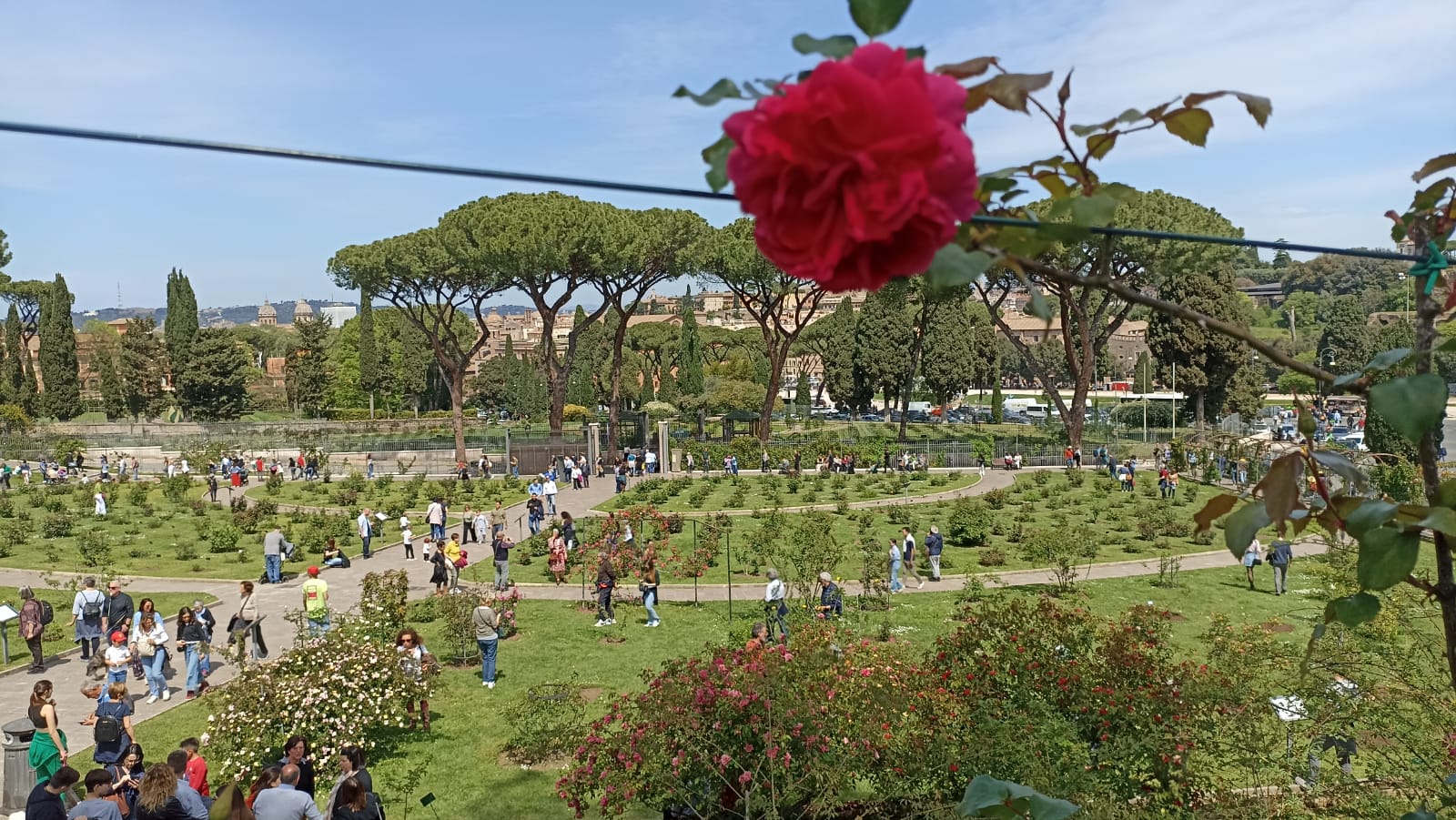 Il Roseto Comunale Di Roma Riapre Al Pubblico è Boom Di Presenze